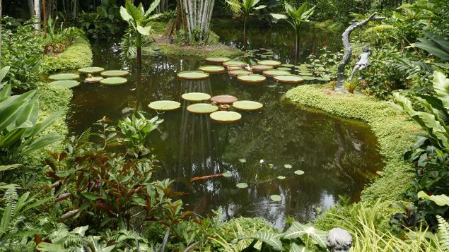 &nbsp; (Le jardin botanique classé par l'Unesco © Emmanuel Langlois / Radio France)