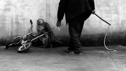 En Chine, dans de nombreux spectacles ou dans les zoos, les animaux sont extrêmement populaires. Mais les groupes de défense animale après des années de combat ont réussi à les faire interdire dans les cirques. Des règlements ont été également mis en place pour stopper la violence dans les zoos publics. Mais de nombreux dresseurs disent ne pas être au courant des nouveaux décrets et n’ont aucunement l’intention de stopper leurs pratiques. Yongzhi Chu est un photographe documentaire. Voir plus de photos
  (Yongzhi Chu/ Zhejiang Daily Press Group)