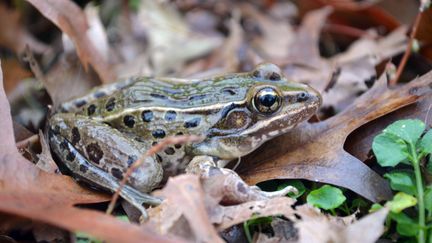 Cette nouvelle esp&egrave;ce de grenouille vit &agrave; New York mais &eacute;galement dans le nord du New Jersey, dans le sud-est de New York et sur Staten Island. (BRIAN CURRY / RUTGERS UNIVERSITY)