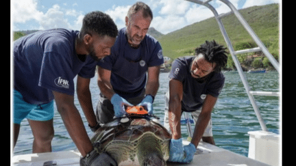 Martinique : des chercheurs mettent au point des innovations pour mieux protéger les tortues (France 3)