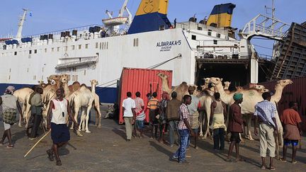 Des chameaux embarquent vers les pays du Moyen-Orient. (  REUTERS/Feisal Omar )