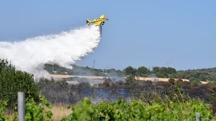 L'an passé, les vignes avaient stoppé le départ de l'incendie à&nbsp;Saint-Pons-de-Mauchiens (Hérault). (VINCENT ANDORRA / MAXPPP)