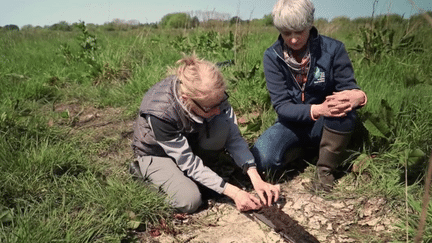 Climat : la tourbière, une richesse à préserver face au réchauffement (France 3)