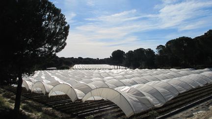 Les serres de baies autour de Doñana (Andalousie) fournissent des fruits à l'Allemagne, même en hiver.Les quelques 10 000 ha déclarés sont tout juste compatibles avec les zones humides du parc. 1 600 hectares sont irrigués illégalement avec des eaux souterraines (illustration). (JAN-UWE RONNEBURGER / DPA)