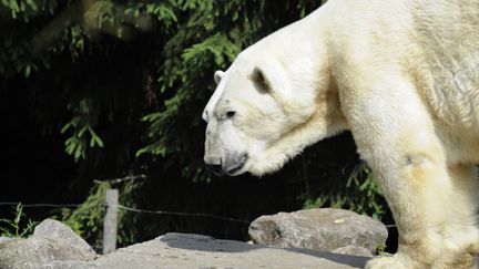 Un ours polaire au zoo d'Amnéville (Moselle), le 5 juin 2012. (JEAN-CHRISTOPHE VERHAEGEN / AFP)