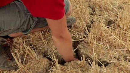 Sécheresse : les agriculteurs du nord de la France également touchés par le manque de pluie