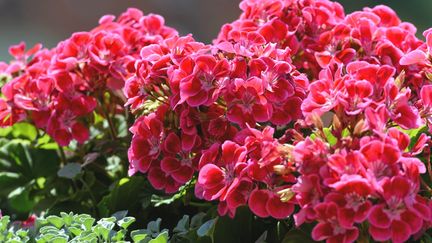 Pelagonium rose en pleine floraison.&nbsp; (GETTY IMAGES)