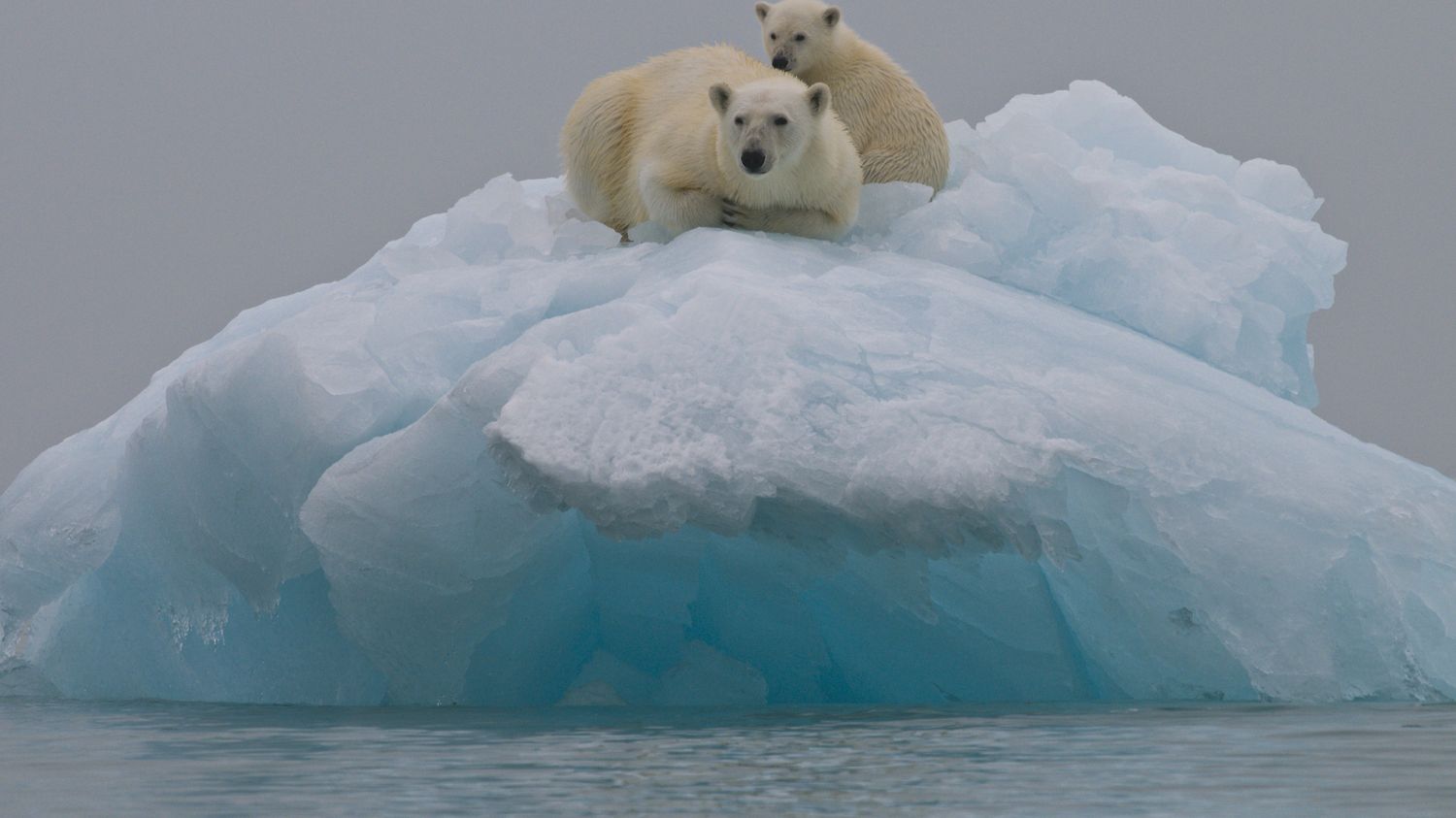 La sixième "extinction massive" serait en cours, à cause de l'homme