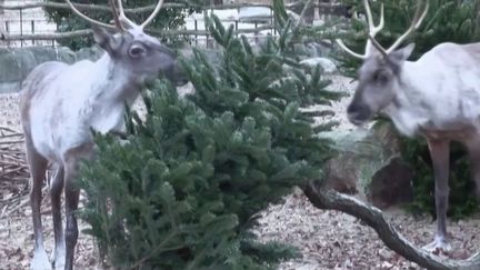 Noël : des sapins recyclés comme nourriture pour des animaux (France 2)