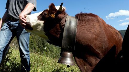 Une vache de la commune du Biot, en Haute-Savoie.&nbsp; (MAXPPP)