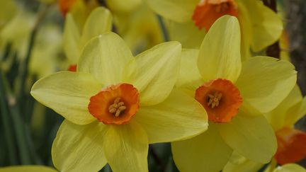 Narcisse. Jardin de Berchigranges (ISABELLE MORAND / RADIO FRANCE)