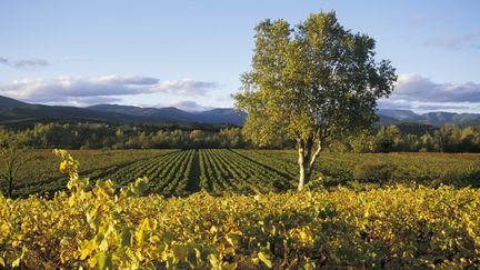 Vaucluse : des vignobles touchés durement par la sécheresse