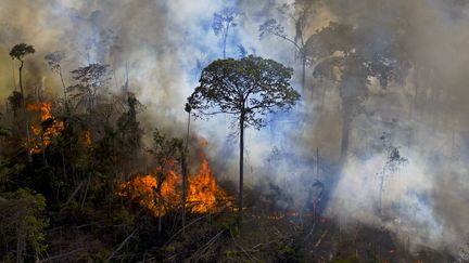 Une forêt est en proie à un incendie illégal allumé au sud de Novo Progresso, au Brésil, le 15 août 2020 (illustration). (CARL DE SOUZA / AFP)