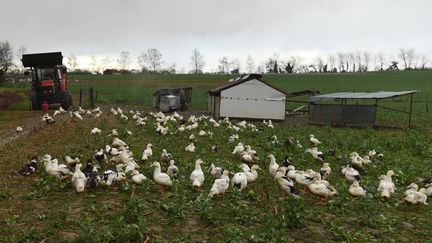 Des canards dans un enclos&nbsp;à Mugron (Landes), le 29 décembre 2020. (GAIZKA IROZ / AFP)