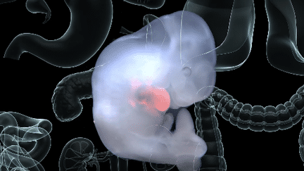 Un embryon chimérique, à la fois cochon et humain. (SALK INSTITUTE)