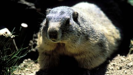 Une marmotte au Sauze-du-Lac (Hautes-Alpes), dans le parc zoologique La montagne aux marmottes.&nbsp; (GUIZIOU FRANCK / HEMIS.FR / AFP)