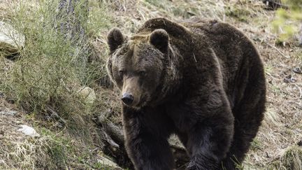 Un ours dans le parc naturel des Pyrénées,&nbsp;en avril 2014. (MAXPPP)
