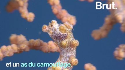 Mesurant deux centimètres, difficile d'apercevoir cet animal au milieu d'un récif de corail.