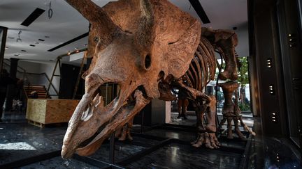 Le&nbsp;tricératops "Big John", photographié le 31 août, vendu aux enchères à Drouot à Paris le 21 octobre 2021 pour&nbsp;6,6 millions d'euros (CHRISTOPHE ARCHAMBAULT / AFP)