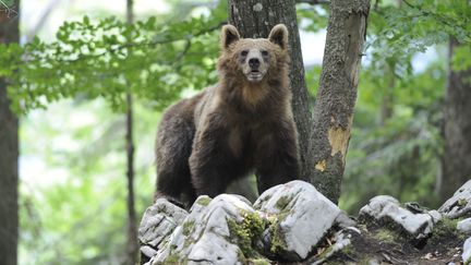 Un ours brun dans une for&ecirc;t de Slov&eacute;nie.&nbsp; (REGIS CAVIGNAUX / BIOSPHOTO / AFP)