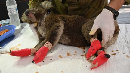 Un koala blessé lors des incendies avec des moufles au bout de ses pattes. (AFP)