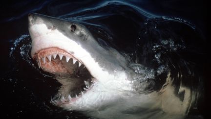 Un requin blanc surgit à la surface. (JEREMY STAFFORD-DEITSCH / MAXPPP)