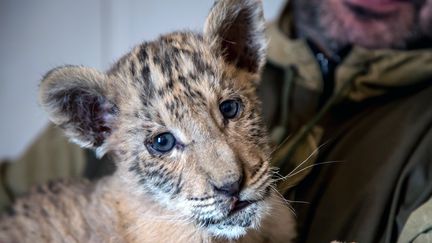 Un bébé ligre, croisement très rare entre un lion et une tigresse, est né dans un zoo dans le sud de la Russie, a annoncé à son directeur, lundi 30 janvier 2017. (YURI MALTSEV / AFP)