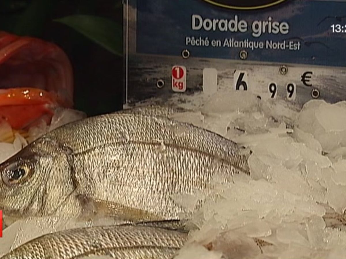 Le chinchard, un poisson en danger