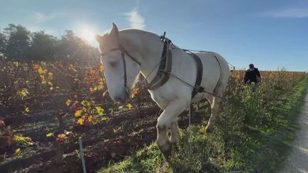 Saint-Émilion : des chevaux remplacent les tracteurs dans certains domaines du Bordelais