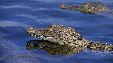 Des habitants disent avoir vu des gens fuir dans la forêt,&nbsp;près du fleuve Daintree, dans le nord de l'Etat du Queensland. (JEAN-DANIEL SUDRES / HEMIS.FR / AFP)