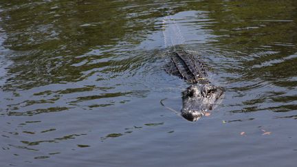 Les clôtures de Gator Country, un parc animalier au nord-est de Houston (Texas), ont failli être totalement submergées par les eaux. (THOMAS WATKINS / AFP)