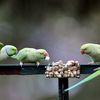 Les perruches à collier&nbsp;prolifèrent notamment grâce aux bons soins des habitants des zones où elles se sont installées, comme ici à&nbsp;Villeneuve d'Ascq (Nord).&nbsp; (PHILIPPE HUGUEN / AFP)