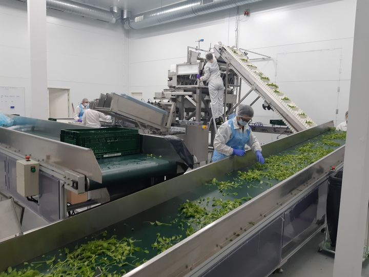 Les salades sont ensuite récoltées et emballées sur tapis roulants. (JEROME JADOT / RADIO FRANCE)