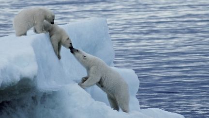 &nbsp; (FRANCOIS AURAT / TARA EXPEDITIONS)