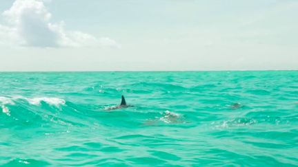 Jeudi 28 juillet, escale sur l'île de Zanzibar, connue notamment pour ses plages paradisiaques et ses magnifiques fonds marins.&nbsp;Un paysage spectaculaire lorsque les dauphins se joignent à la scène. (FRANCE 2)