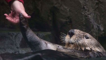 Un soigneur r&eacute;conforte&nbsp;Walter, une loutre de mer aveugle introduite dans un nouvel enclos &agrave; l'aquarium de Vancouver (Canada) apr&egrave;s plus d'un an de soins, le 6 novembre 2014. (DARRYL DYCK / AP / SIPA)