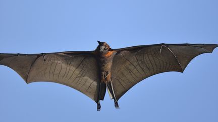 Les chauves-souris vampires se nourrissent d'insectes mais surtout de sang, qu'elles sucent sur les animaux, notamment le bétail, et à défaut sur les humains vivant dans leur environnement. (PATRICK KIENTZ / BIOSPHOTO / AFP)