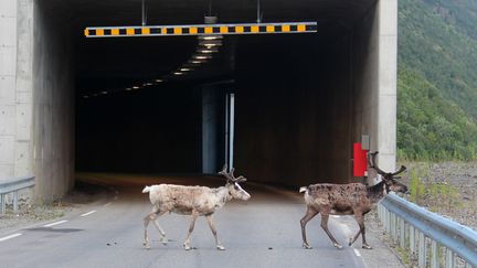 Des rennes devantun tunnel en Norvège, le 3 juillet 2016. (KARI KARSTENSEN / NORWEGIAN PUBLIC ROADS ADMINISTRATION / AFP)