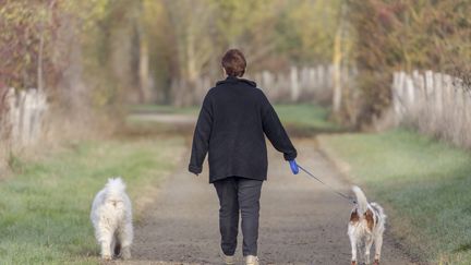 Une femme promène ses chiens.&nbsp; (CHRISTIAN WATIER / MAXPPP)