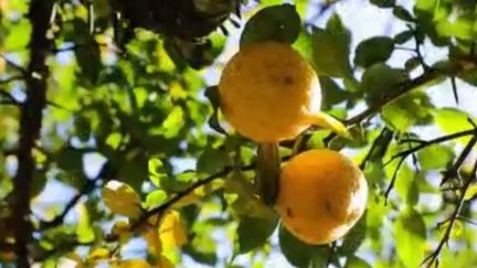 Alimentation : le Yuzu, un agrume japonais aux nombreuses vertus