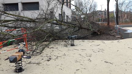 Un arbre déraciné par la tempête Ciara à Colmar (Haut-Rhin), le 10 février 2020. (MAXPPP)