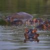 Des hippopotames dans le parc de l'Hacienda Napoles, à Puerto Triunfo (Colombie), le 12 février 2020. (IVAN VALENCIA / AP / SIPA)