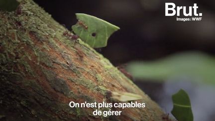 Pour la journaliste Yolaine de La Bigne, une meilleure connaissance de l'intelligence animale pourrait changer totalement le rapport de l'homme avec les autres espèces. Voilà pourquoi.