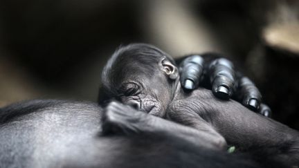 Un b&eacute;b&eacute; gorille &acirc;g&eacute; de deux jours repose sur sa m&egrave;re au zoo de Frankfort (Allemagne), le 12 juillet 2012. (FREDRIK VON ERICHSEN / DPA / AFP)