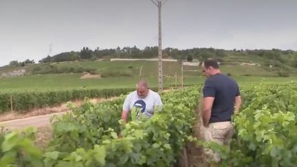 De violents orages et chutes de grêles ont touché des domaines viticoles réputés. C’est le cas à Nuits-Saint-Georges en Côte-d’Or. Une partie de la récolte a été détruite. (France 2)