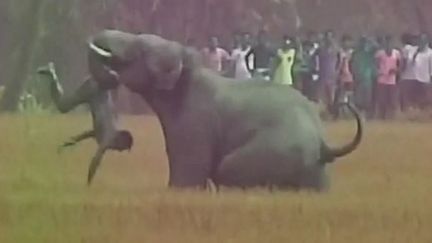 Inde : cinq paysans écrasés par des éléphants sauvages en quête de nourriture