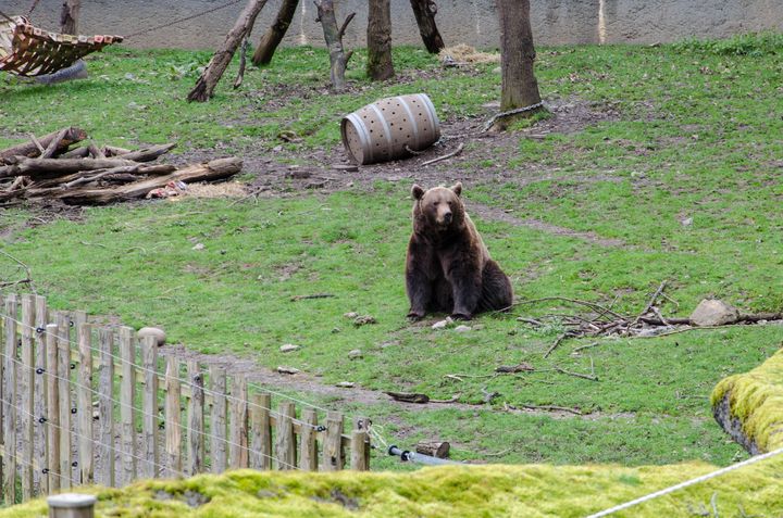 L'ours Diego, le 13 avril 2018 au Parc'ours de Borce (Pyrénées-Atlantiques). (THOMAS BAÏETTO / FRANCEINFO)