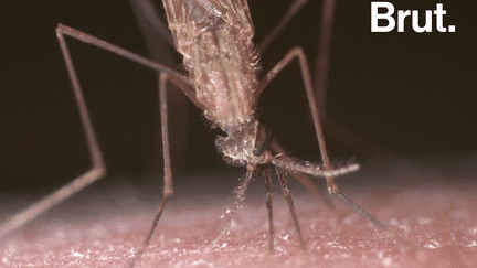 Avec le retour de l’été, ils seront de plus en plus nombreux et avec eux, les piqûres qu’ils infligent. Mais pourquoi les moustiques piquent-ils ?