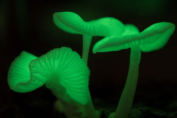 Mycena lux-coeli&nbsp;signifie "champignons célestes légers", c'est une&nbsp;espèce de champignon bioluminescent de la famille des Mycénacées. Il&nbsp;a été découvert pour la première fois en 1954 sur Hachijo-jima, au Japon,&nbsp;où il est largement répandu. (YUICHIRO CHINO / MOMENT RF / GETTY IMAGES)