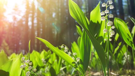 &nbsp; (Si le muguet se plait, il pourra former en quelques années un tapis très dense ! © Leonid Ikan / Fotolia)